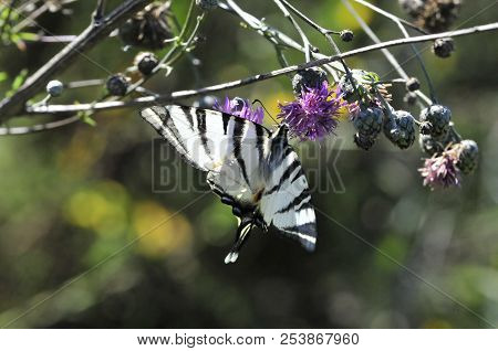The Scarce Swallowtail It Is Also Called Sail Swallowtail Or Pear-tree Swallowtail.podalirius (latin