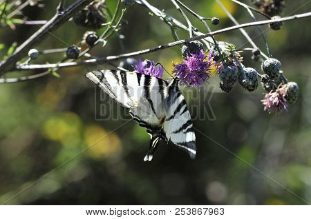 The Scarce Swallowtail It Is Also Called Sail Swallowtail Or Pear-tree Swallowtail.podalirius (latin