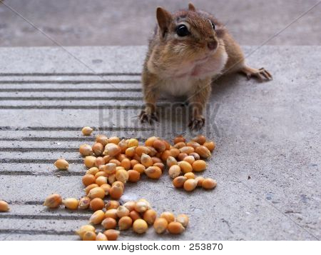 Chipmunk farcito le guance
