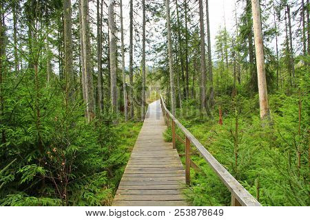 Wooden Bridge Over Swamp In Dence Forest