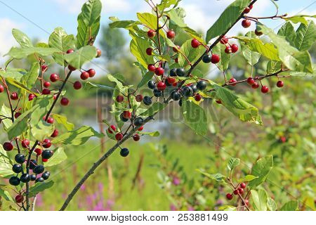 Branches Of Frangula Alnus With Black And Red Berries