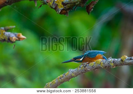 Common European Kingfisher Or Alcedo Atthis Ready To Take Off.