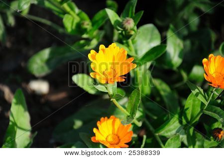 Fiori di calendula