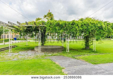 Pea Tree With Beans With A Walking Path Pavements