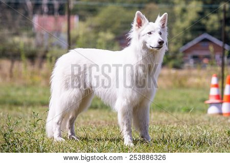 Portrait Of Swiss White Shepherd Dog Living In Belgium And Playing With Fresbee