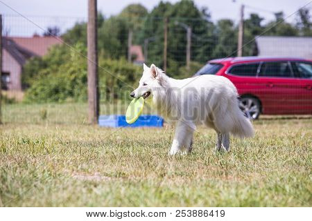 Portrait Of Swiss White Shepherd Dog Living In Belgium And Playing With Fresbee