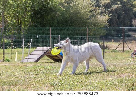Portrait Of Swiss White Shepherd Dog Living In Belgium And Playing With Fresbee