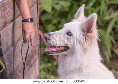 Portrait Of Swiss White Shepherd Dog Living In Belgium And Playing With Fresbee