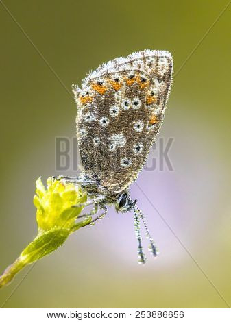 Chalkhill Blue (polyommatus Coridon) Butterfly On Flower With Brightly Colored Background