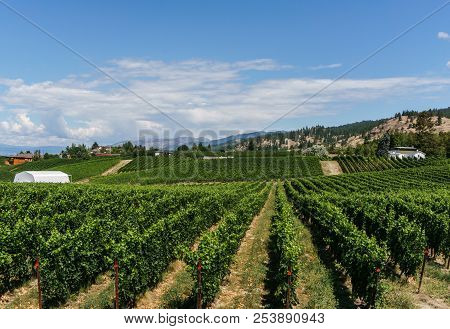 Penticton, Canada - August 04, 2018 : View Of Vineyard In The Okanagan Valley Penticton British Colu