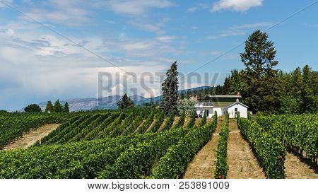 Penticton, Canada - August 04, 2018 : View Of Vineyard In The Okanagan Valley Penticton British Colu