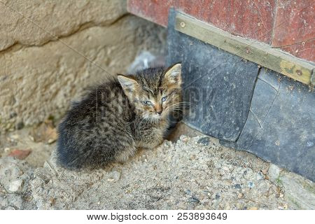 A Stray Cat Sick With Feline Panleukopenia