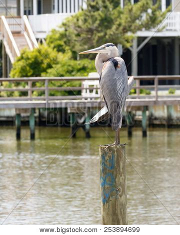 Green Heron Perched On A Post Near The Inter Coastal Waterway