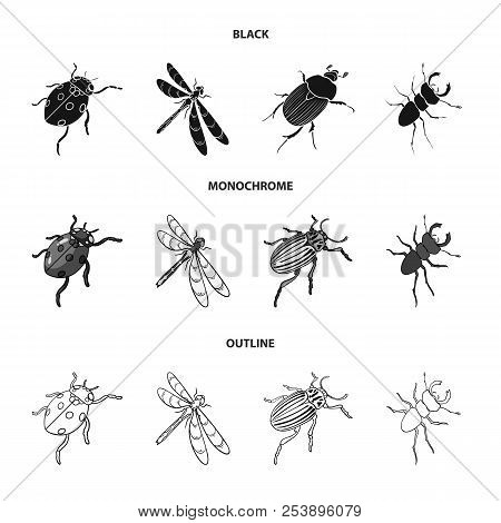 Arthropods Insect Ladybird, Dragonfly, Beetle, Colorado Beetle Insects Set Collection Icons In Black