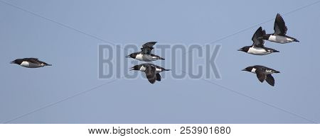 Group Of Brunnichs Guillemot Flying Over The Waters Of The Pacific Ocean