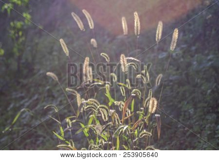 Wild Reeds Under Sun Lights At The Botanic Garden.