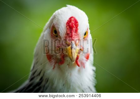 Large Adult Light Brahma Chicken Farm Hen Portrait