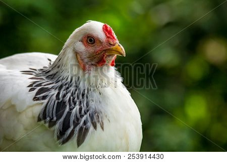 Large Adult Light Brahma Chicken Farm Hen Portrait