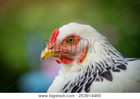 Large Adult Light Brahma Chicken Farm Hen Portrait