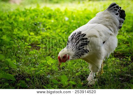 Large Adult Light Brahma Chicken Farm Hen Portrait