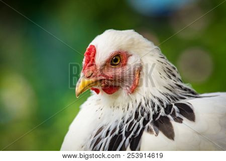 Large Adult Light Brahma Chicken Farm Hen Portrait
