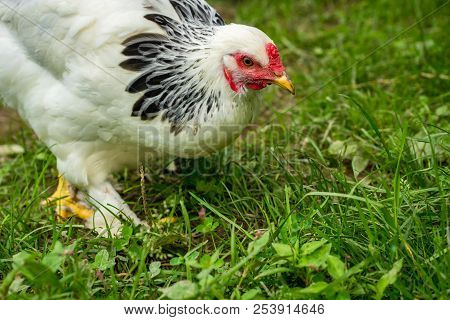 Large Adult Light Brahma Chicken Farm Hen Portrait
