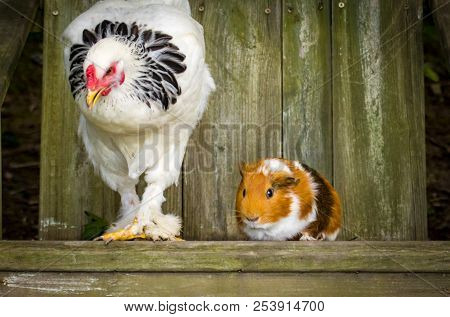 Interspecies Friendship Between Pet Guinea Pig And Chicken