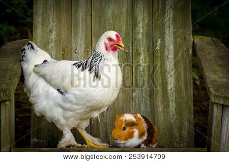 Interspecies Friendship Between Pet Guinea Pig And Chicken