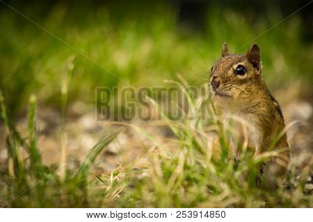 North American Chipmunk Exploring The Yard Early Spring