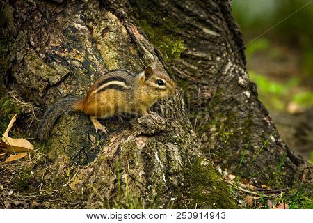 North American Chipmunk Exploring The Yard Early Spring