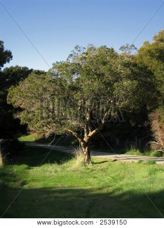 Quercus Agrifolia / kust Live Oak