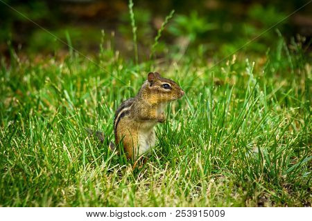 North American Chipmunk Exploring The Yard Early Spring