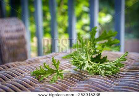 A Citronella Plant Leaves To Make Homemade Mosquito Repellant