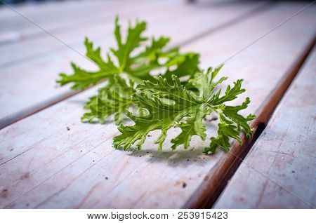 A Citronella Plant Leaves To Make Homemade Mosquito Repellant