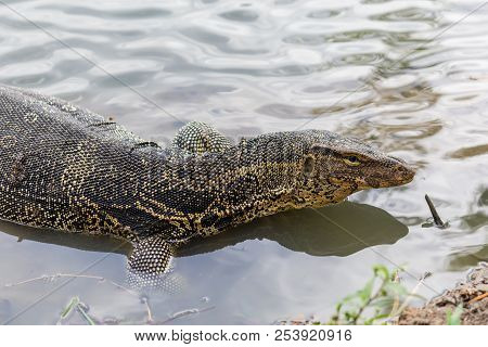 Varanus Salvator, Commonly Known As Water Monitor Or Common Water Monitor In The Water