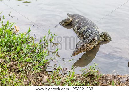 Varanus salvator, commonly known as water monitor or common water monitor in the water