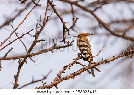 The Hoopoe Or Upupa Epops Perched On A Tree.