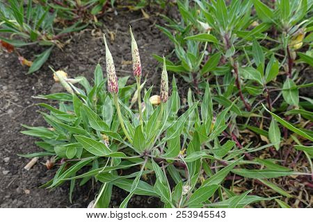 Closed Flower Buds Of Oenothera Macrocarpa In June