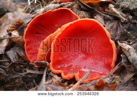 The Scarlet Elf Cup Mushroom, Sarcoscypha Coccinea
