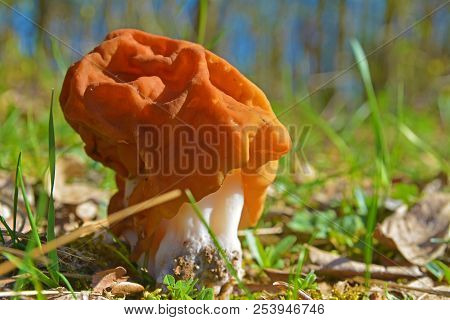 The False Morel Mushroom, Gyromitra Gigas Known As Snow Morel, Calf Brain Or Bull Nose