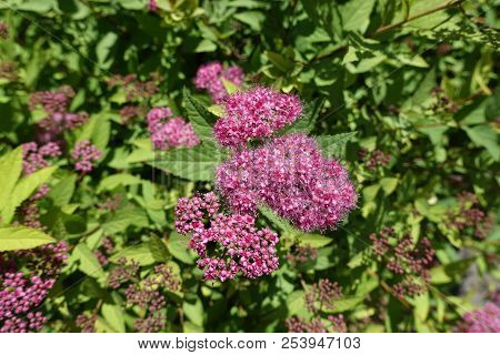 Close View Of Pink Flowers Of Spiraea Japonica