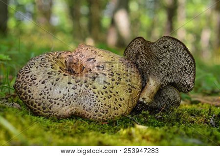 Sarcodon Imbricatus Known As The Shingled Or Scaly Hedgehog