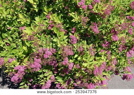 Clusters Of Pink Flowers On The Bush Of Spiraea Japonica