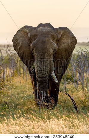 An Elephant With Only One Tusk During The Sunset In Hlane National Park In Swaziland
