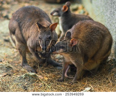 Group Of Three Red Legged Pademelon Or Thylogale Stigmatica