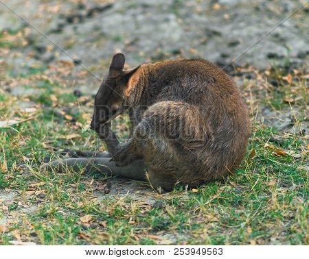 One Red Legged Pademelon Or Thylogale Stigmatica