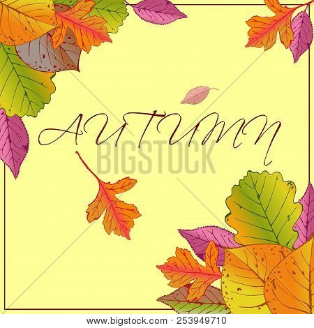 Vector Frame With Red, Orange, Brown, Green And Yellow Autumn Leaves.