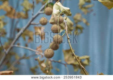Platan Leaves With Fruits Close-up . Spiky Chestnut Ball . Plant Hanging A Branch With Buds . Durian