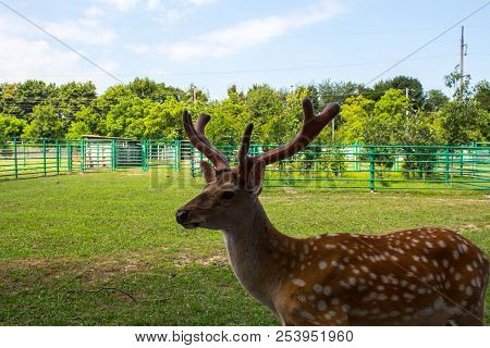 A Beautiful Spotted Dear In The Zoo