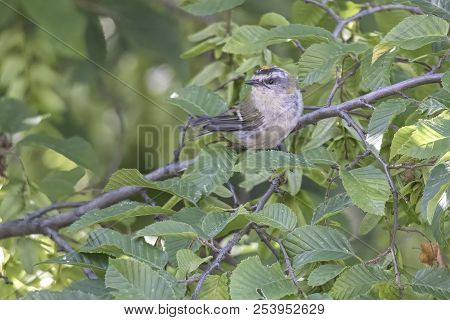 Regulus Ignicapilla, Common Firecrest On Tree